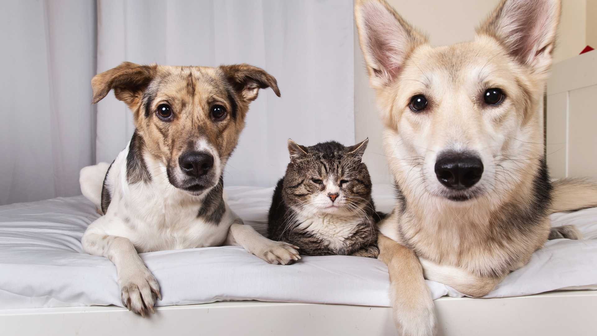 two dogs with a cat sitting on the bed