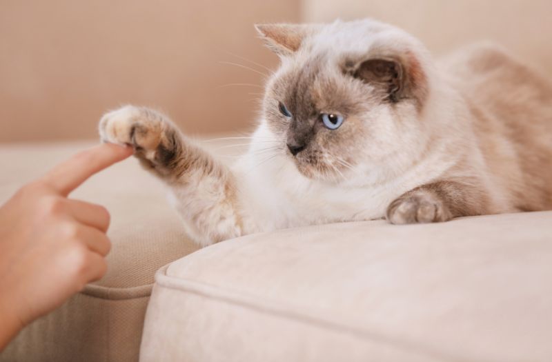 cat touching finger of a woman