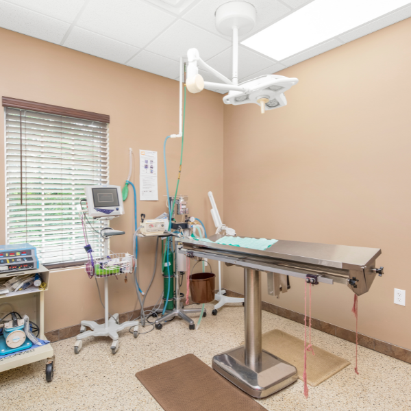 State Road Animal Hospital operating room