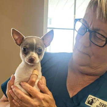 vet staff holding a dog