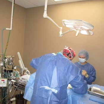 vets doing surgery for a pet