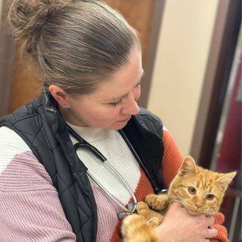 a veterinarian cradles a wide-eyed orange tabby kitten