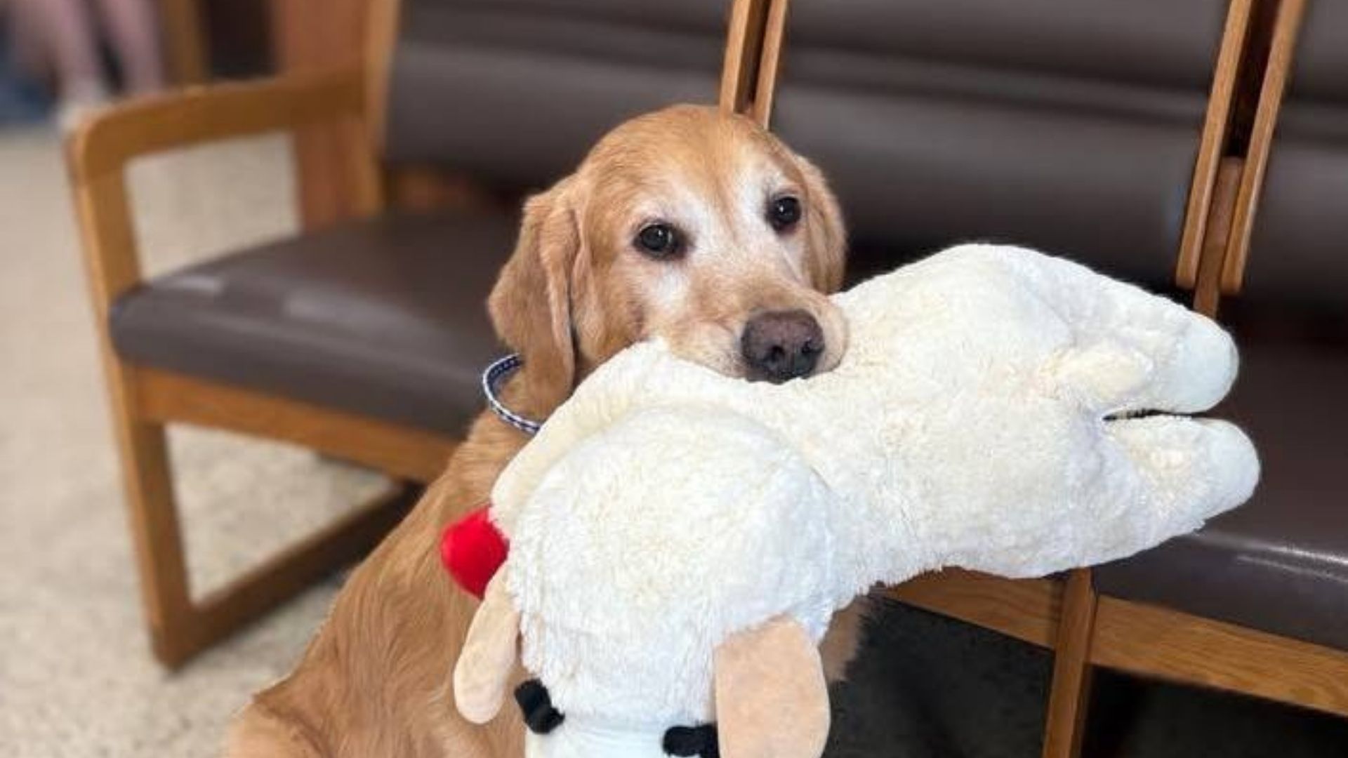 Golden retriever puppy holding a stuffed animal in its mouth