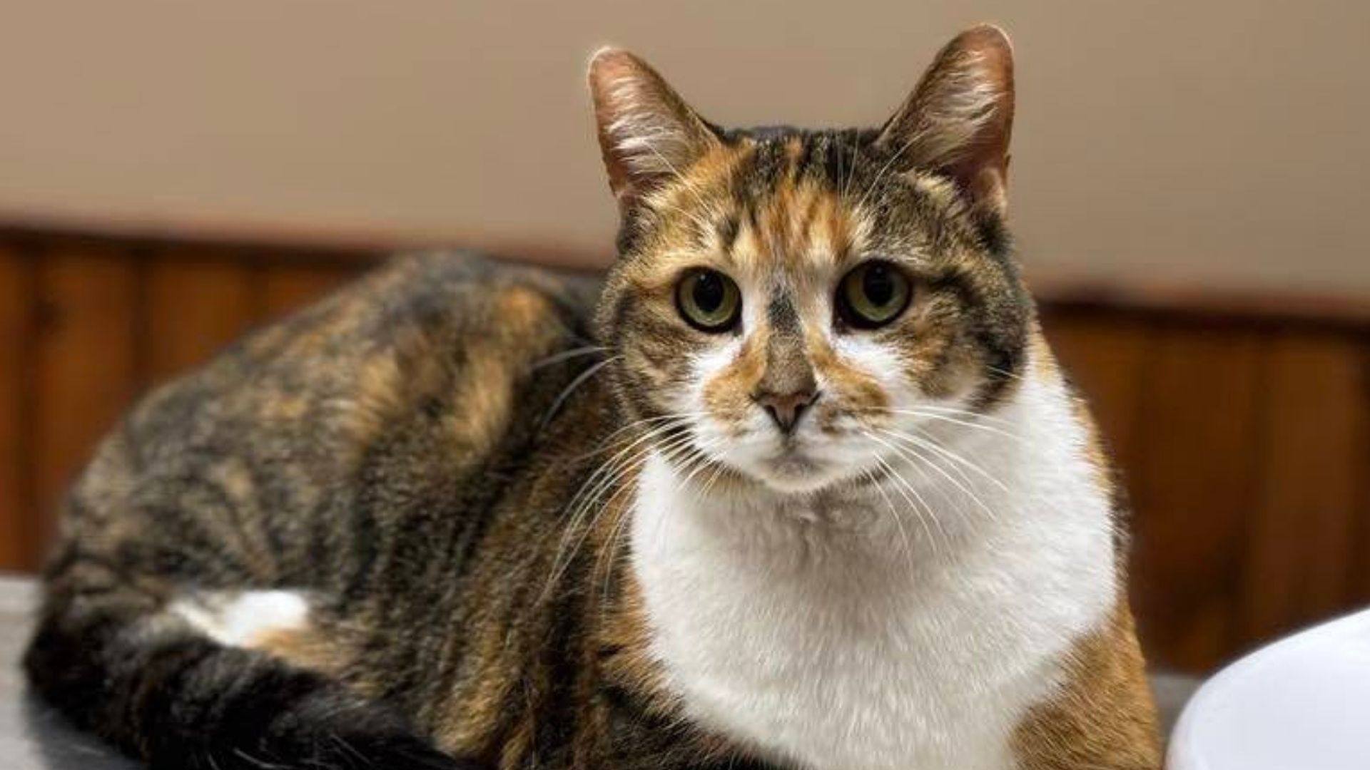 Calico cat with tabby markings sits indoors