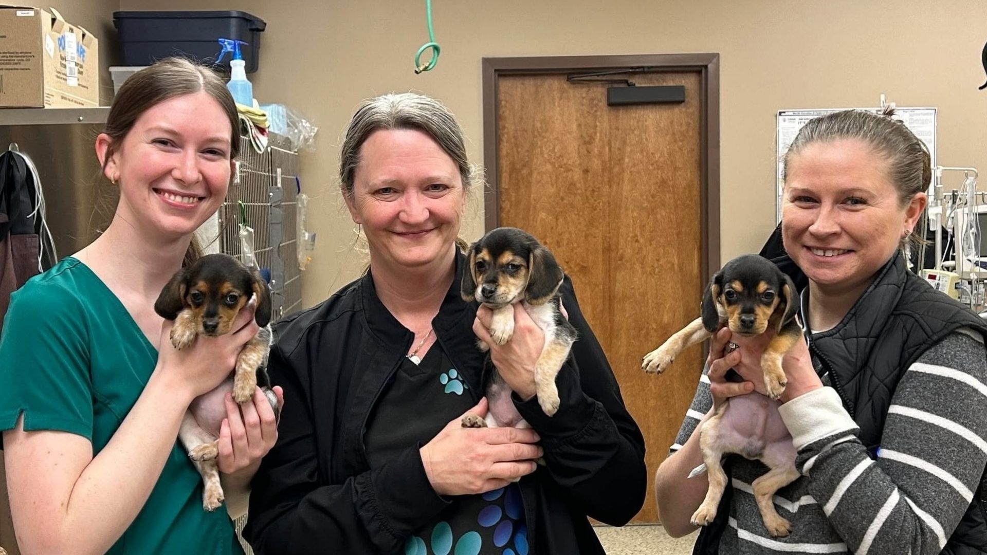 Three smiling veterinary staff members holding a small puppies