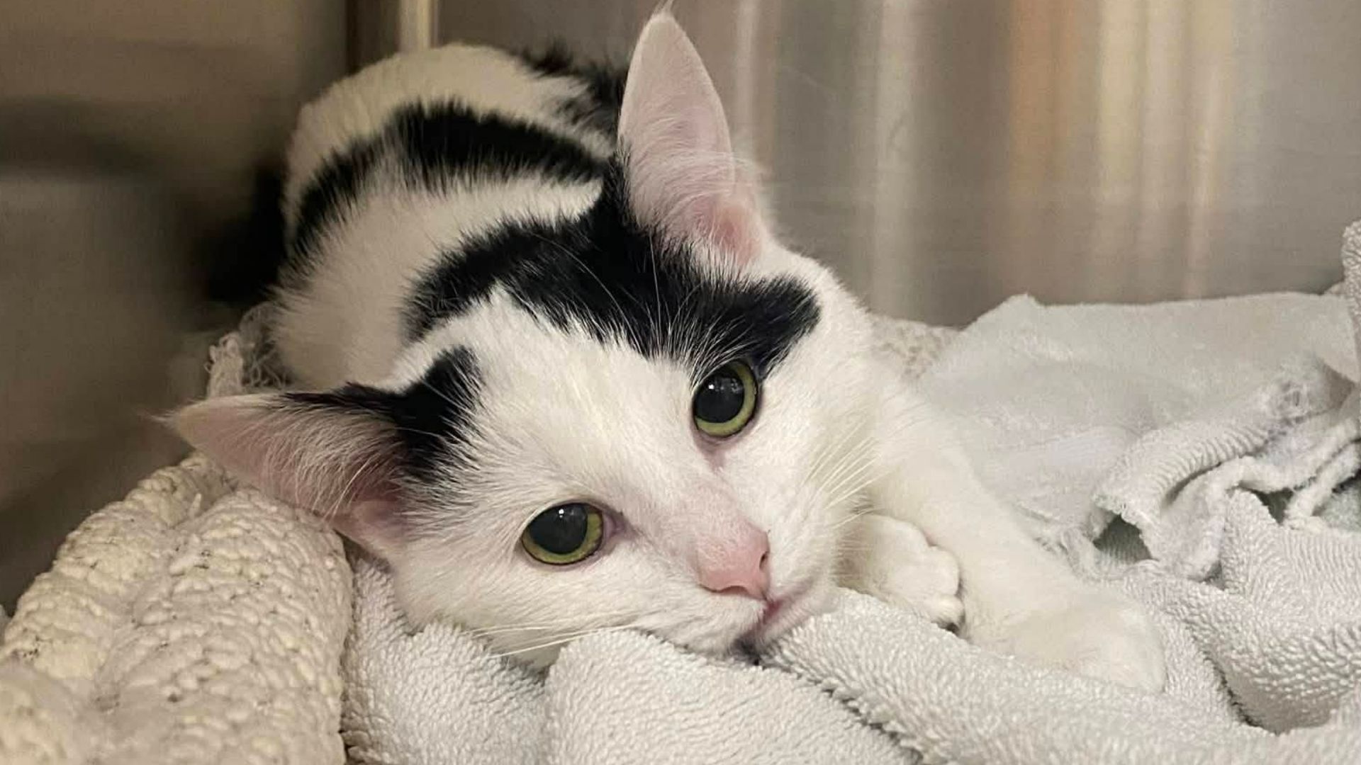 Black-and-white cat with green eyes rests on soft white blankets